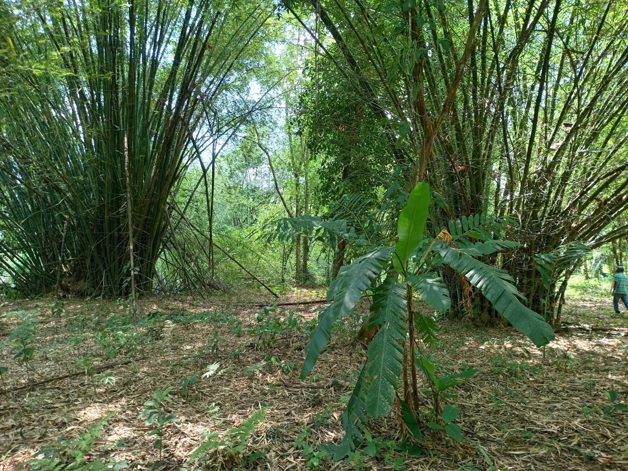 Glamping Naioth Lägenhet Guápiles Rum bild